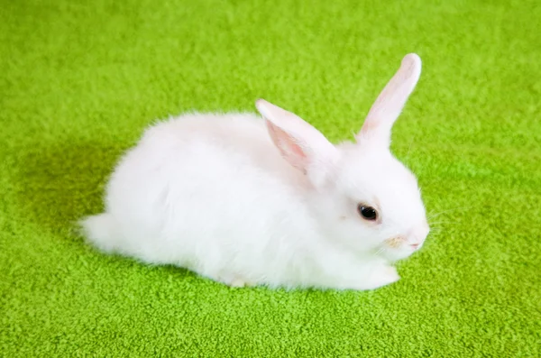Mały biały królik — Zdjęcie stockowe