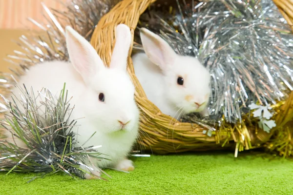 Conejos blancos en cesta —  Fotos de Stock
