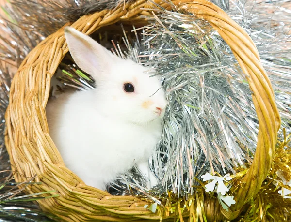 Rabbit in basket — Stock Photo, Image