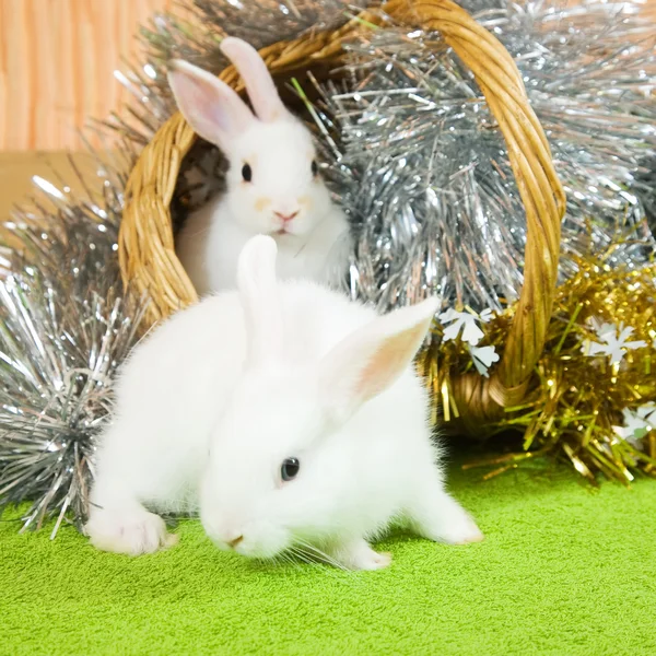 Weiße Kaninchen im Korb — Stockfoto