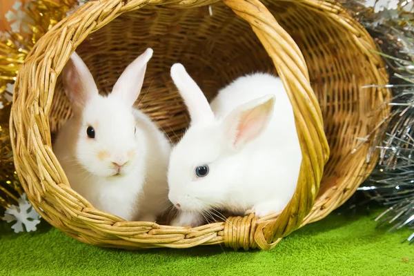 White rabbits in baske — Stock Photo, Image