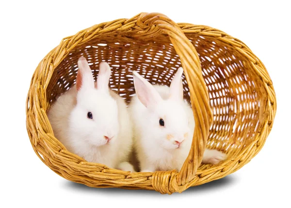 Witte konijnen in mand — Stockfoto