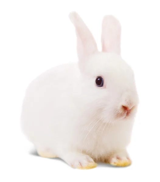 Liten vit kanin — Stockfoto