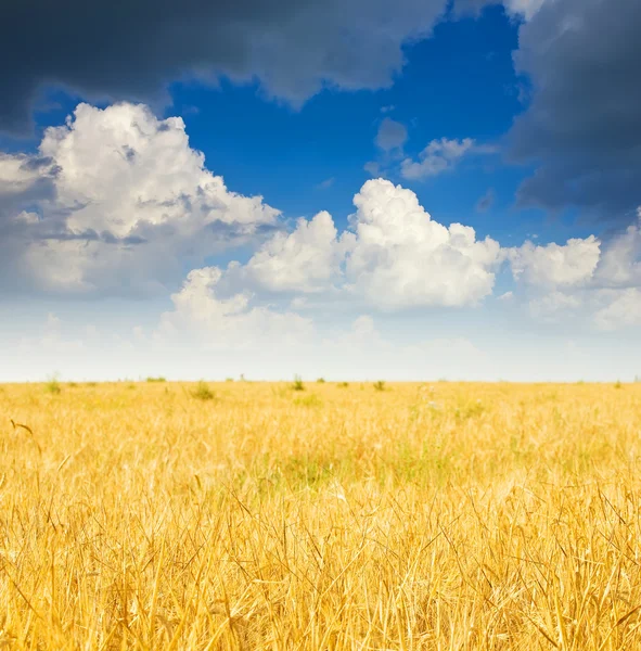 Sommar landskap med råg fältet — Stockfoto
