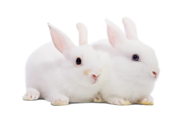 Zwei weiße Kaninchen — Stockfoto
