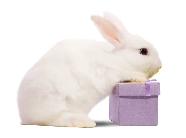 Conejo con caja actual —  Fotos de Stock