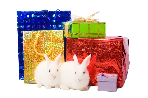 Conejos blancos con regalos — Foto de Stock