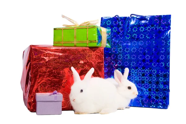 Rabbits with gifts — Stock Photo, Image