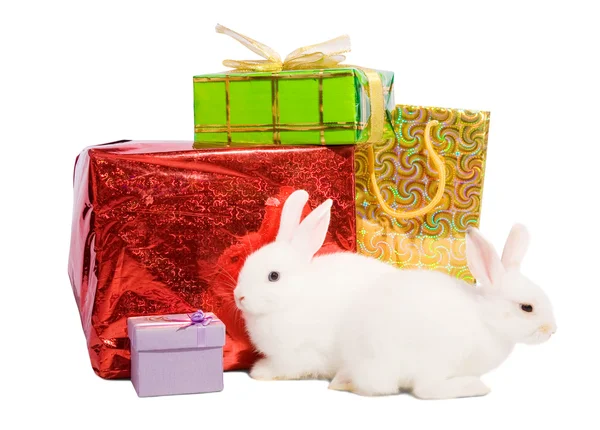 Rabbits with gifts — Stock Photo, Image