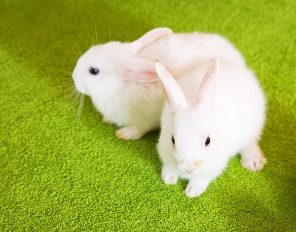 Two white rabbits — Stock Photo, Image