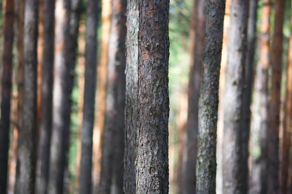 Foresta di pini — Foto Stock