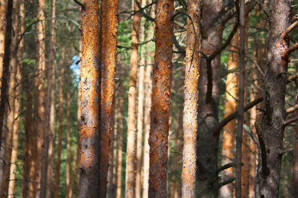 Pine tree forest — Stock Photo, Image