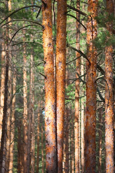 Pine tree forest — Stock Photo, Image