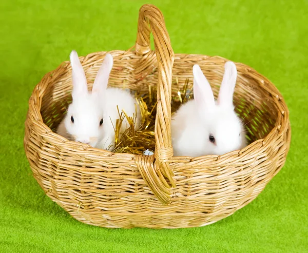 Two rabbits in basket — Stock Photo, Image