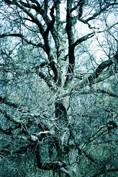 stock image Eerie tree