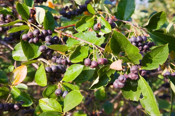Chokeberry árbol — Foto de Stock