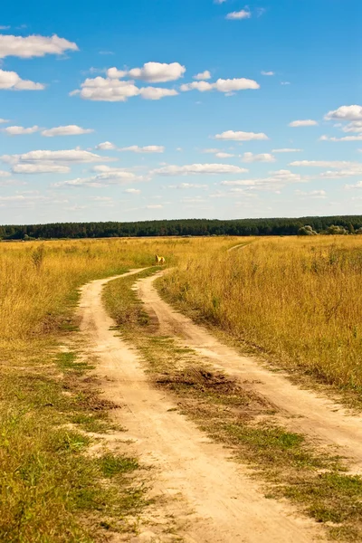Estrada rural através do prado — Fotografia de Stock