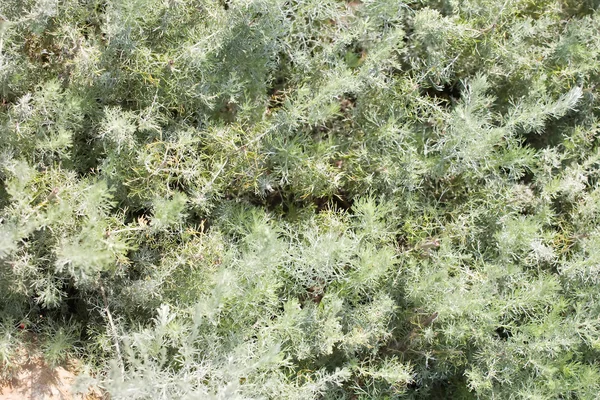 Artemisia pontica — Stockfoto