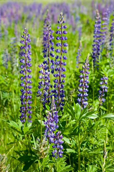 Lupin sauvage violet — Photo