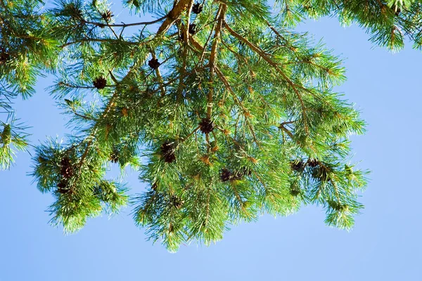 Větev borovice s kužely — Stock fotografie