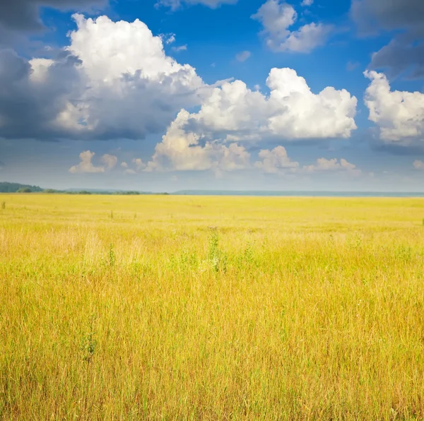 Sommar landskap med fält — Stockfoto