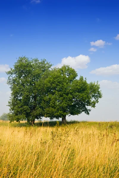 Landscape with two trees — Stock Photo, Image