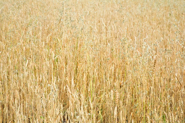 Поле зернових — стокове фото
