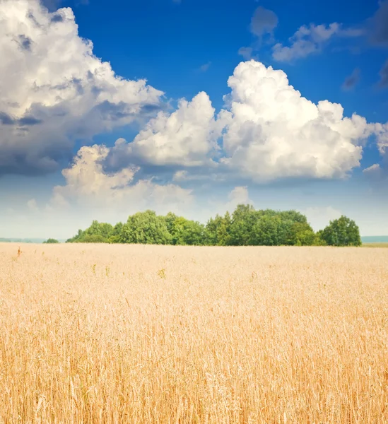 Cereals field — Stock Photo, Image