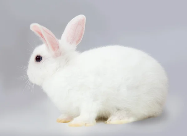 Rabbit on grey — Stock Photo, Image
