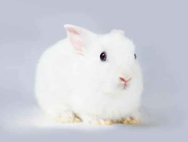 Küçük beyaz tavşan — Stok fotoğraf