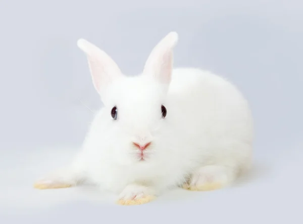 White rabbit on grey — Stock Photo, Image