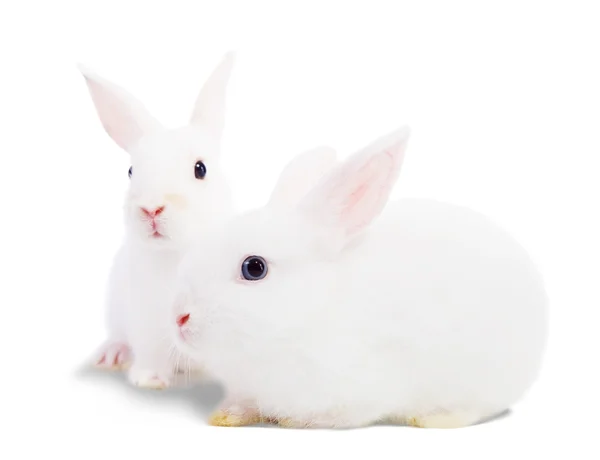 Dois coelhos brancos — Fotografia de Stock