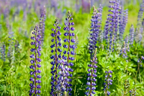 Plant van violet wild lupine — Stockfoto