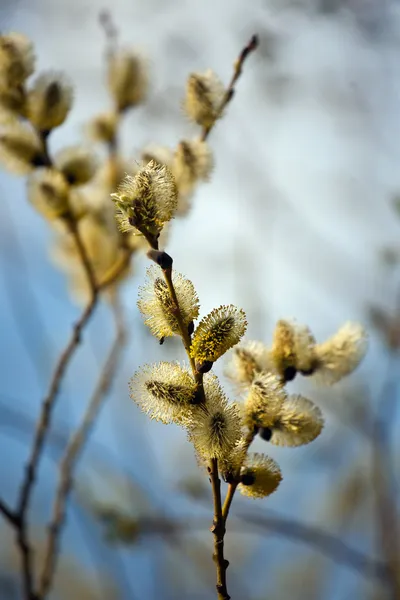 Wiosną pąki — Zdjęcie stockowe