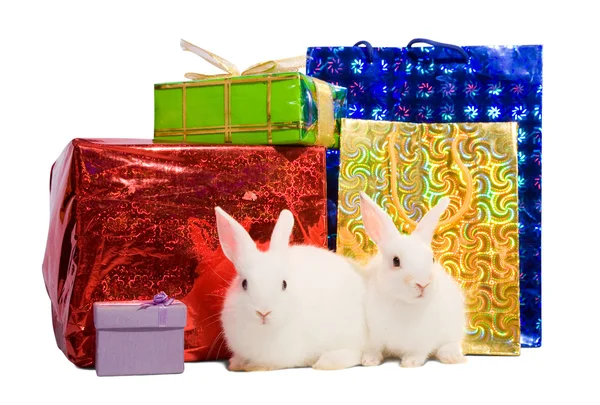 Dois coelhos brancos com presentes — Fotografia de Stock