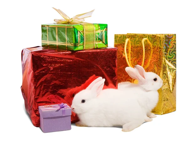 White rabbits with gifts — Stock Photo, Image