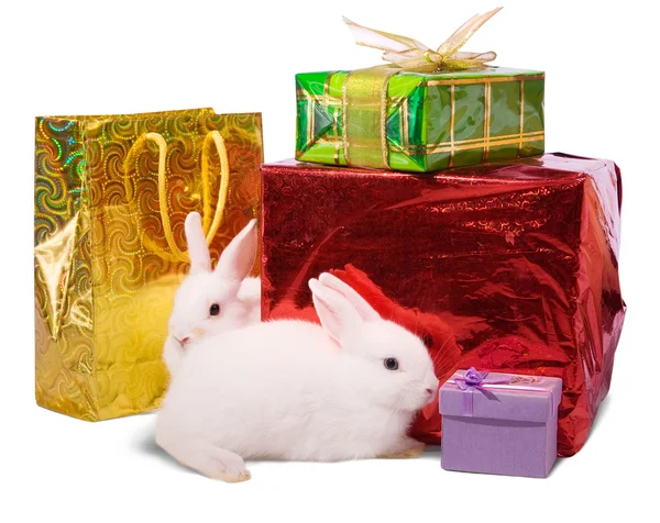 Wo vita kaniner med gåvor — Stockfoto