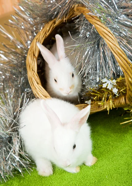Kaniner i korg — Stockfoto