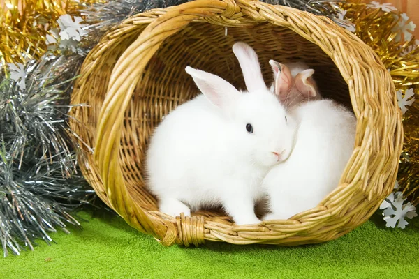 Vita kaniner i korg — Stockfoto