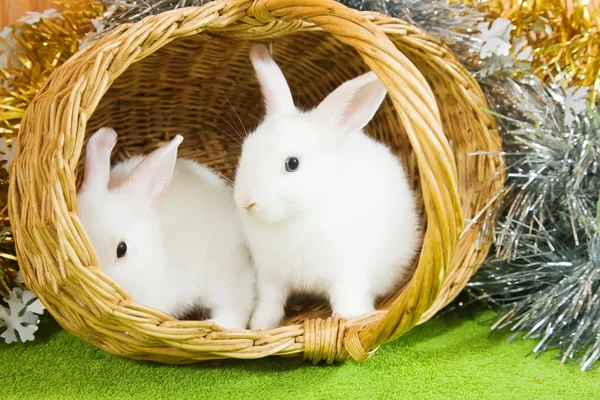 Białe króliki w koszyku — Zdjęcie stockowe