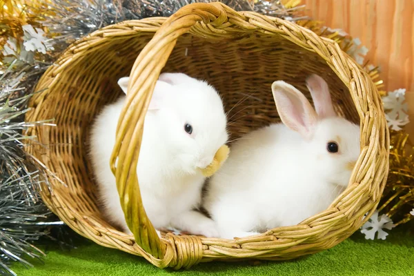 Белые кролики в корзине — стоковое фото