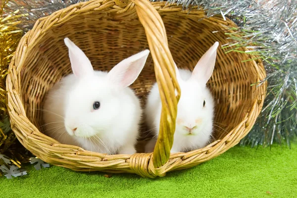 Rabbits in basket — Stock Photo, Image