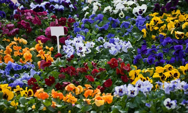 Background of viola flowers — Stock Photo, Image