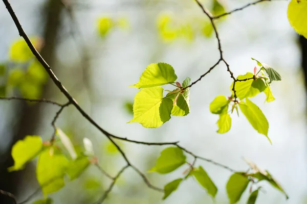 Spring linden tree leaves — Stock Photo, Image