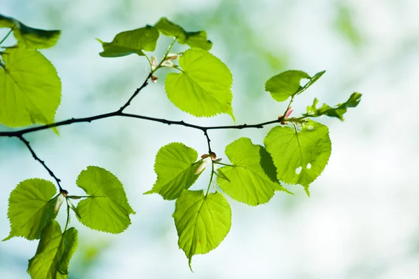 Tilia leaves — Stock Photo, Image