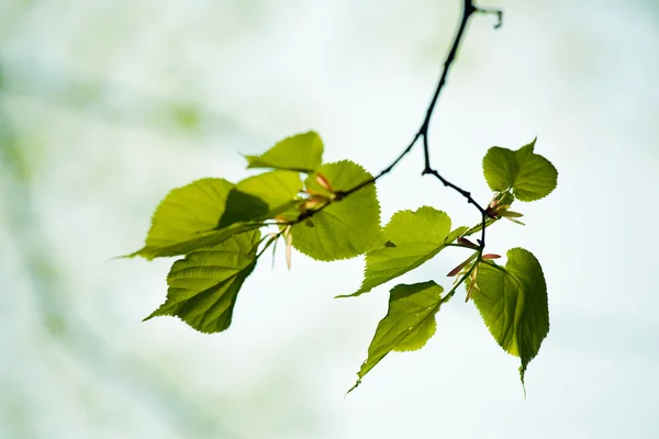 Färska gröna blad av tilia — Stockfoto