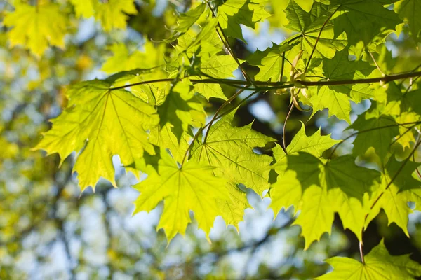 Maple leaves, brightly backlit — Stock Photo, Image