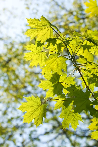 Maple leaves, brightly backlit — Stock Photo, Image