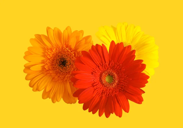 Drie bloemen — Stockfoto