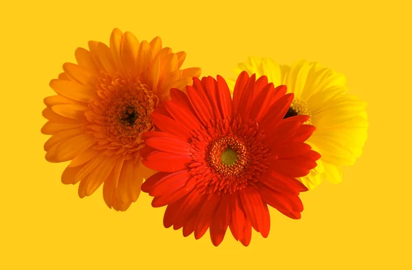 Flowers of gerbera — Stock Photo, Image